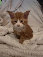 Süsse Maine Coon Kitten, reinrassig