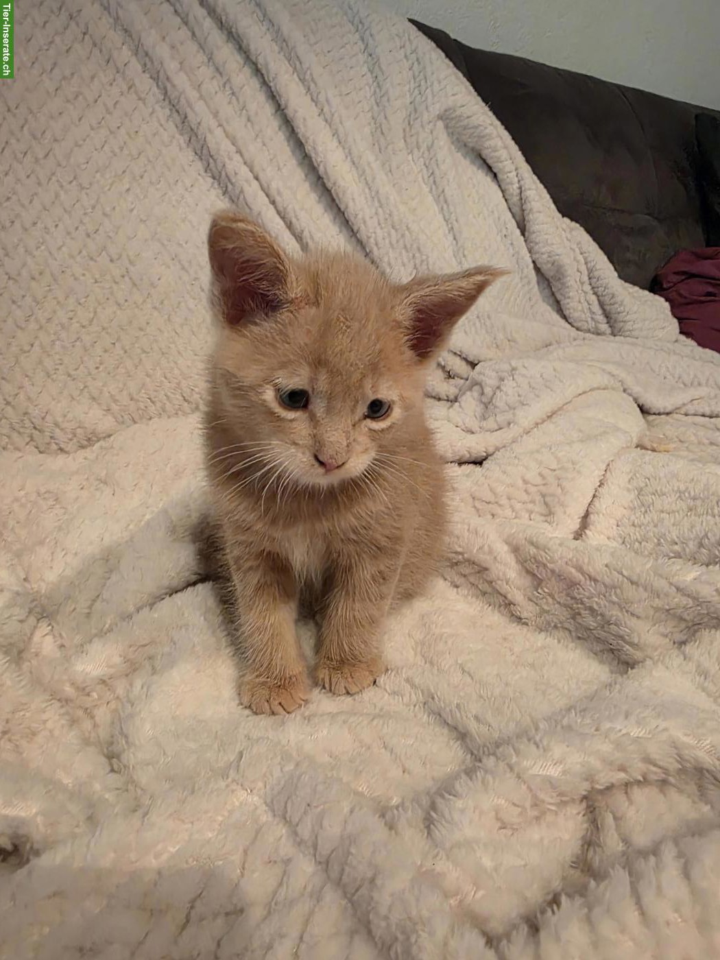 Bild 2: Süsse Maine Coon Kitten, reinrassig