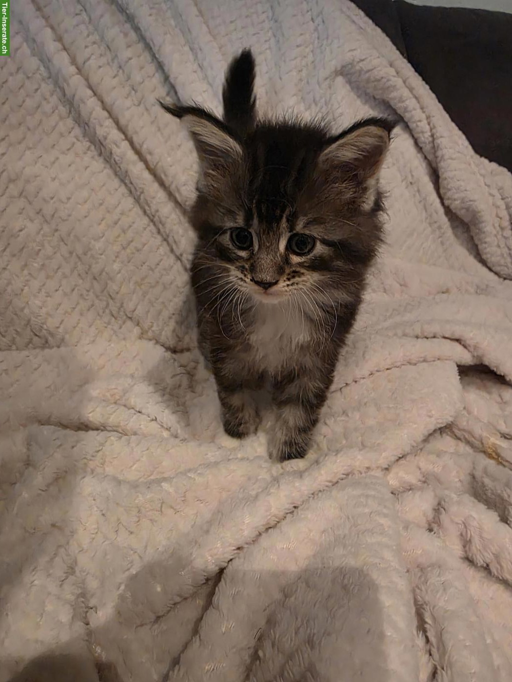 Bild 3: Süsse Maine Coon Kitten, reinrassig