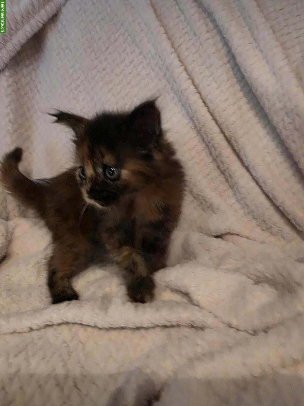 Bild 4: Süsse Maine Coon Kitten, reinrassig
