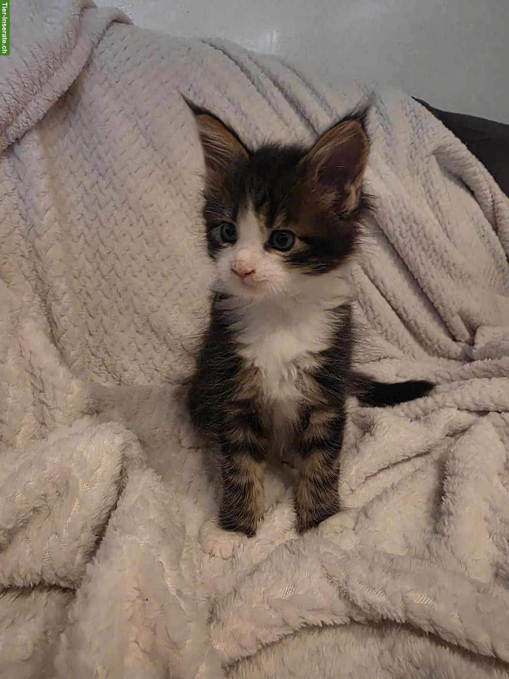 Bild 5: Süsse Maine Coon Kitten, reinrassig