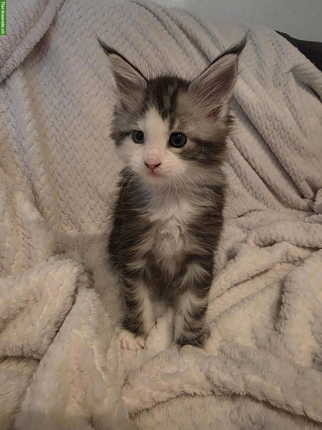 Bild 6: Süsse Maine Coon Kitten, reinrassig