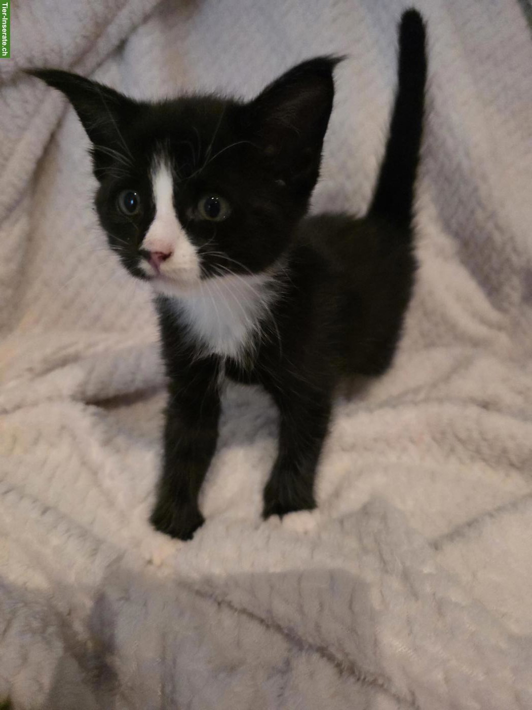 Bild 7: Süsse Maine Coon Kitten, reinrassig
