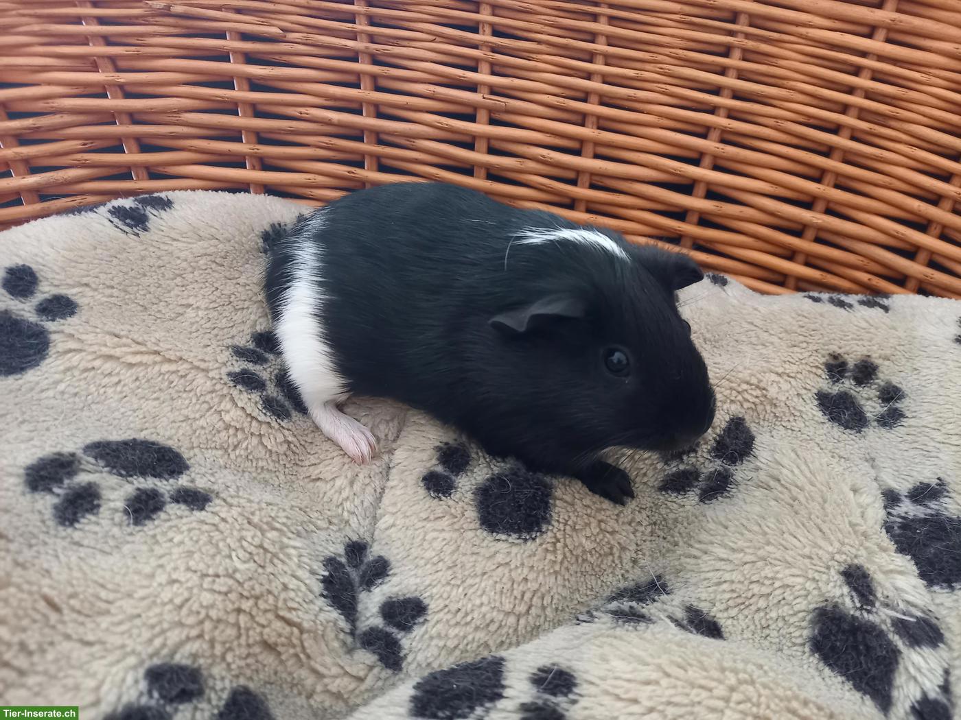 Herziges junges Meerschweinchen Männchen, Frühkasterat