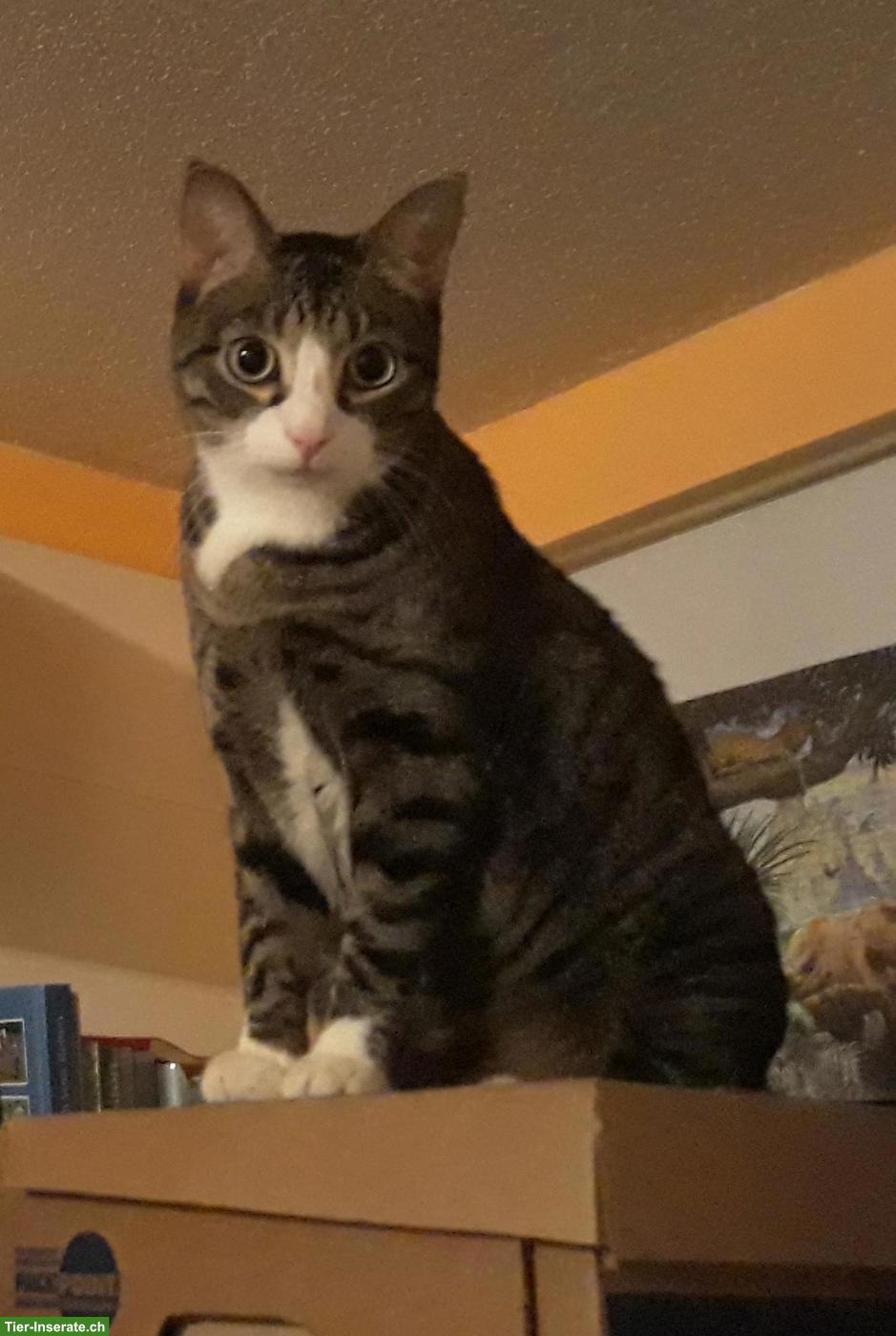 Kater Django vermisst in 6032 Emmen LU