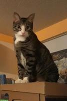 Kater Django vermisst in 6032 Emmen LU