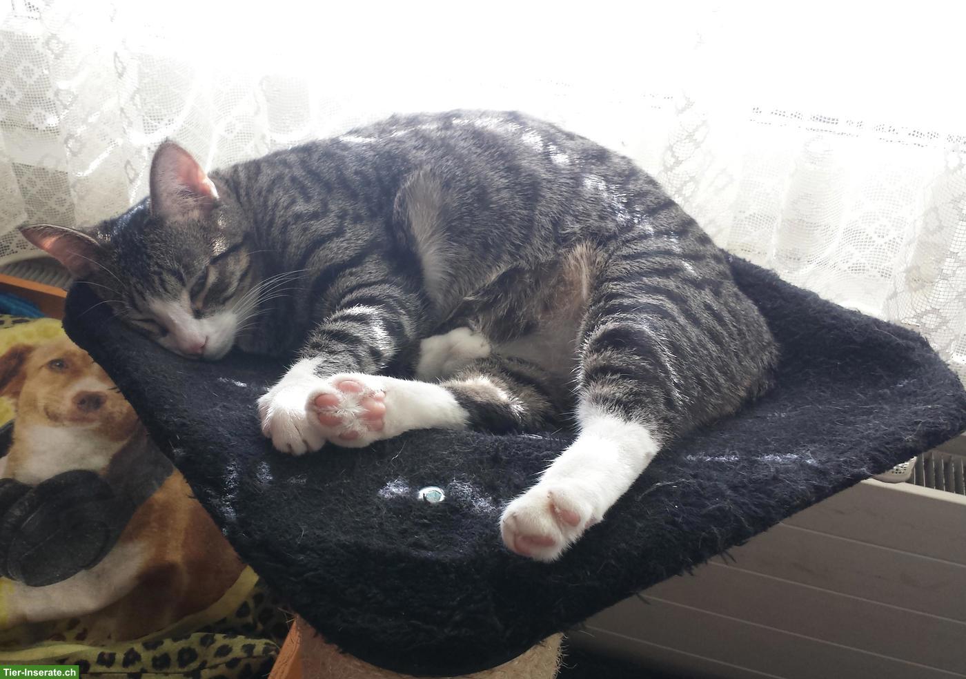 Bild 2: Kater Django vermisst in 6032 Emmen LU