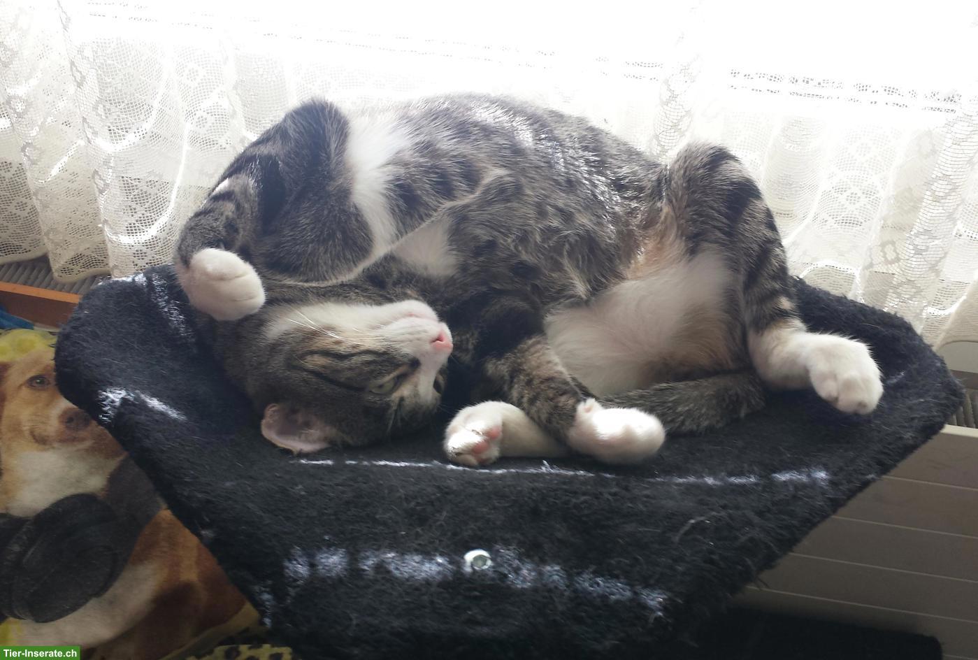 Bild 3: Kater Django vermisst in 6032 Emmen LU