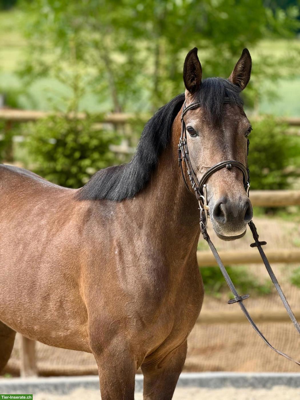 Schweizer Warmblut, gutmütiges liebes Freizeitpferd