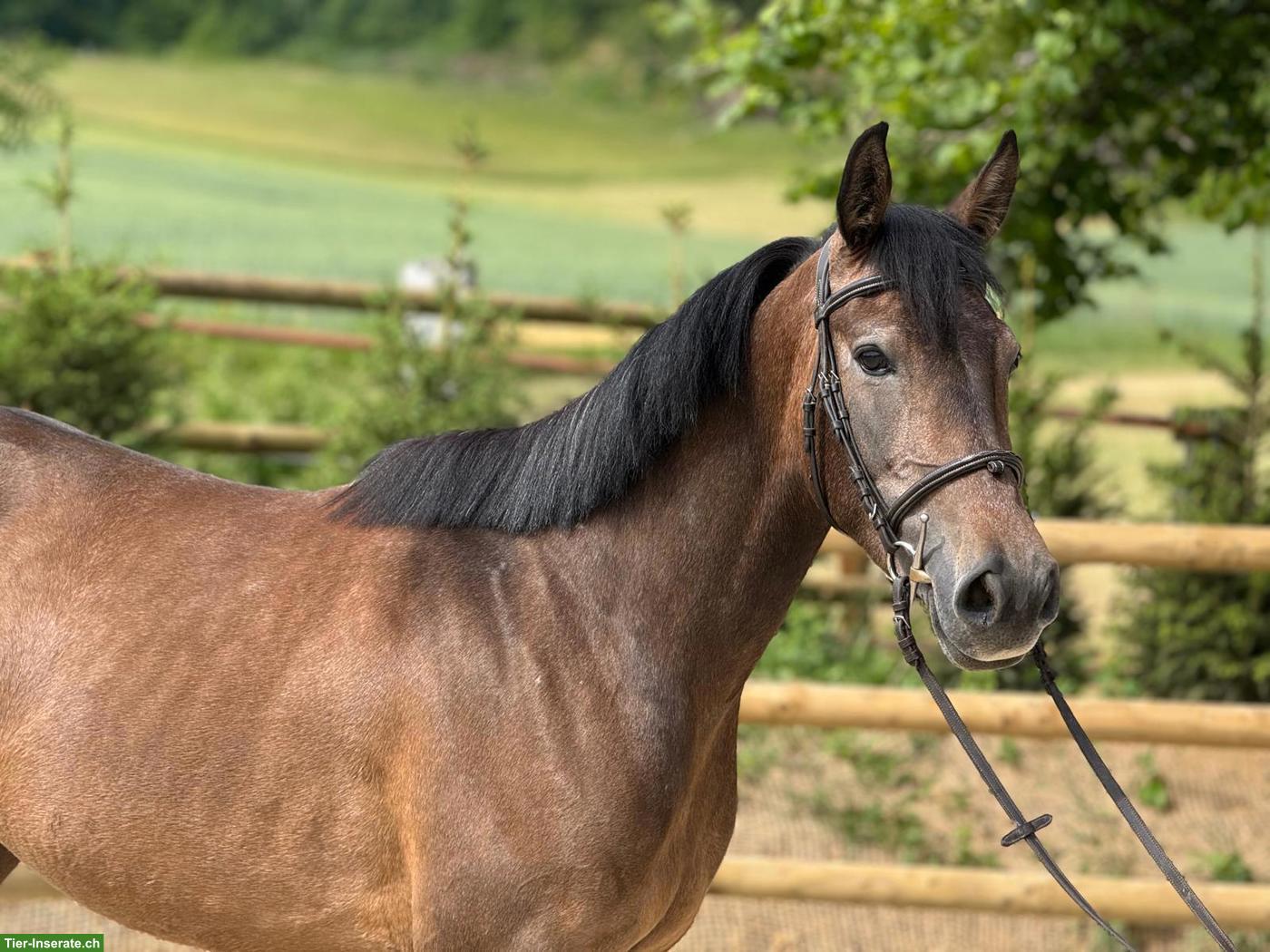 Bild 2: Schweizer Warmblut, gutmütiges liebes Freizeitpferd