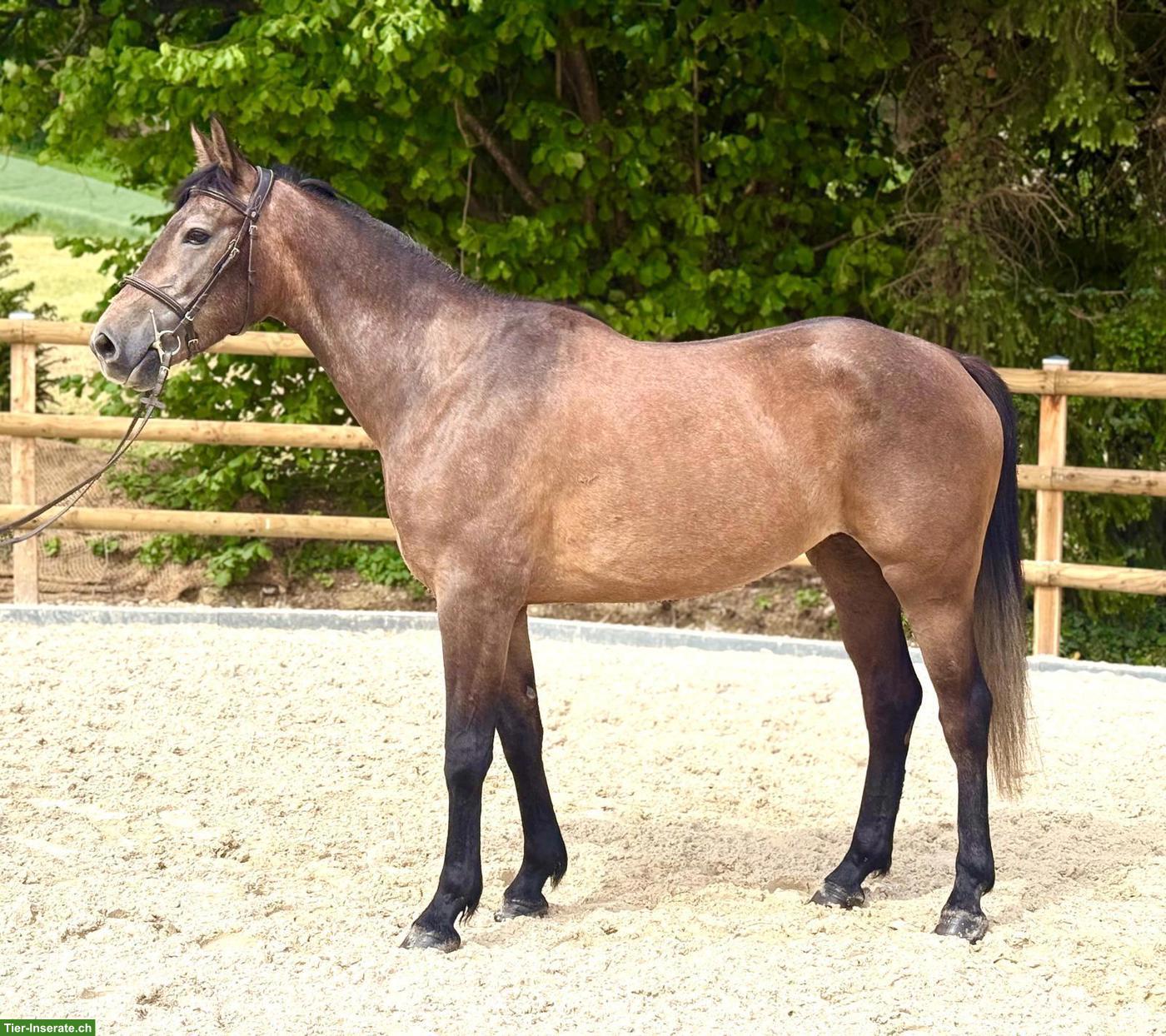 Bild 3: Schweizer Warmblut, gutmütiges liebes Freizeitpferd