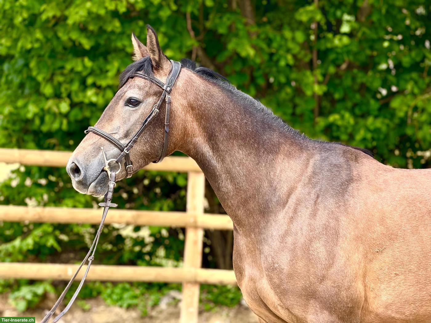 Bild 4: Schweizer Warmblut, gutmütiges liebes Freizeitpferd