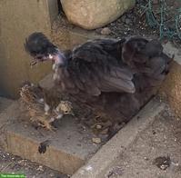 Zwerg-Paduaner Küken, 6 Wochen