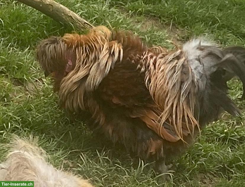 Bild 2: Zwerg-Paduaner Küken, 6 Wochen