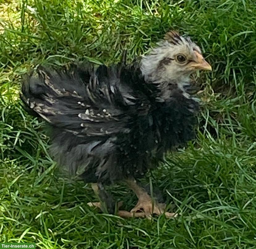 Bild 7: Zwerg-Paduaner Küken, 6 Wochen