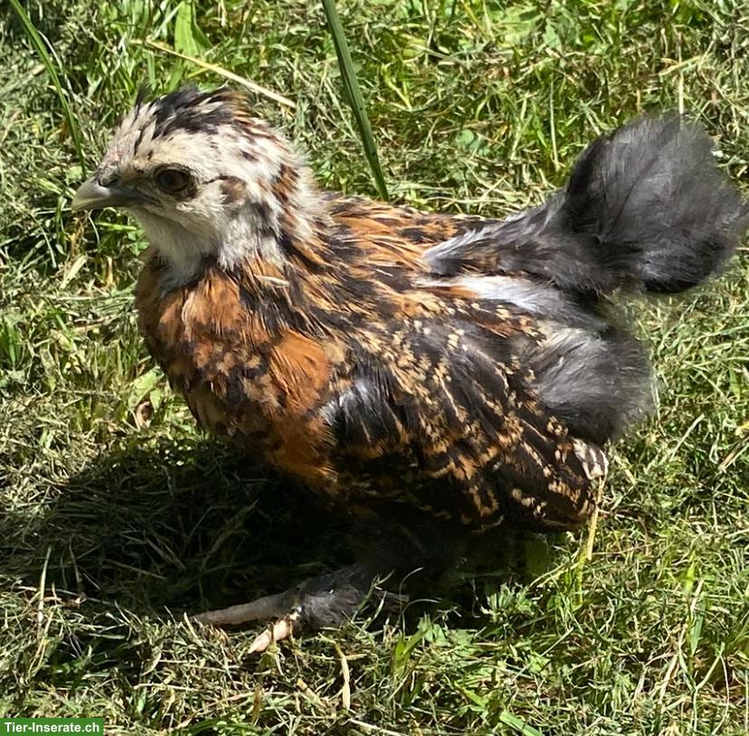 Bild 8: Zwerg-Paduaner Küken, 6 Wochen