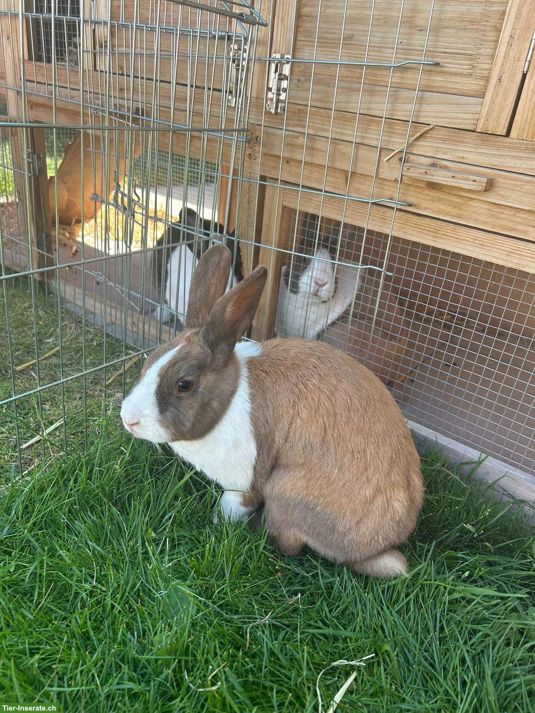 3 Holländerkaninchen mit Aussengehege & Winterstall