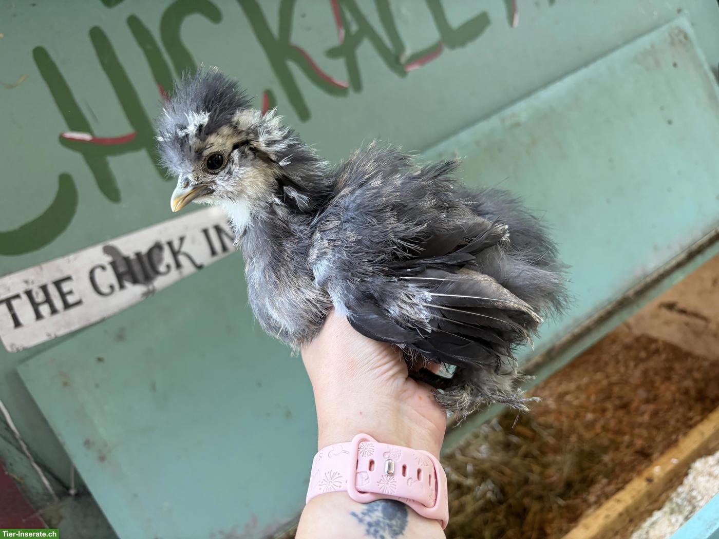 5 US Silkies Hennen, genetisch getestet