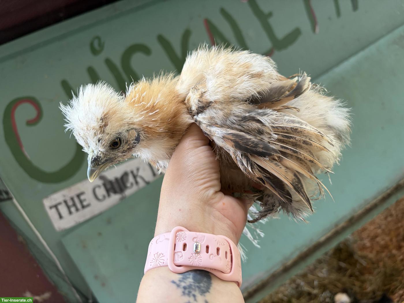 Bild 3: 5 US Silkies Hennen, genetisch getestet
