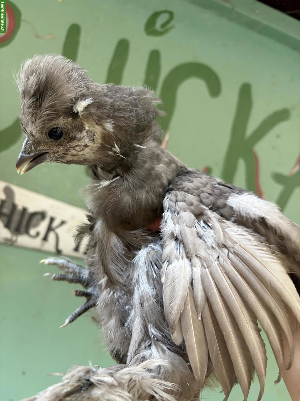 Bild 4: 5 US Silkies Hennen, genetisch getestet