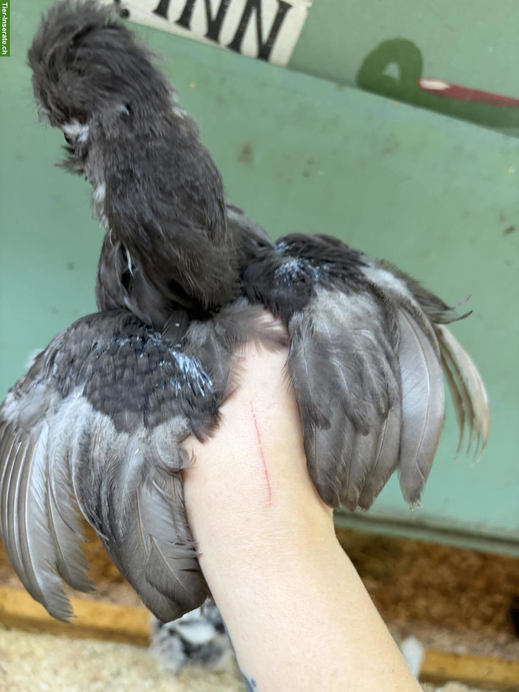 Bild 5: 5 US Silkies Hennen, genetisch getestet