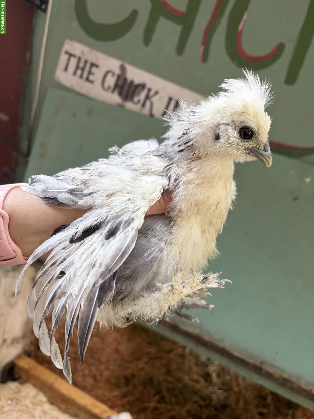 Bild 6: 5 US Silkies Hennen, genetisch getestet