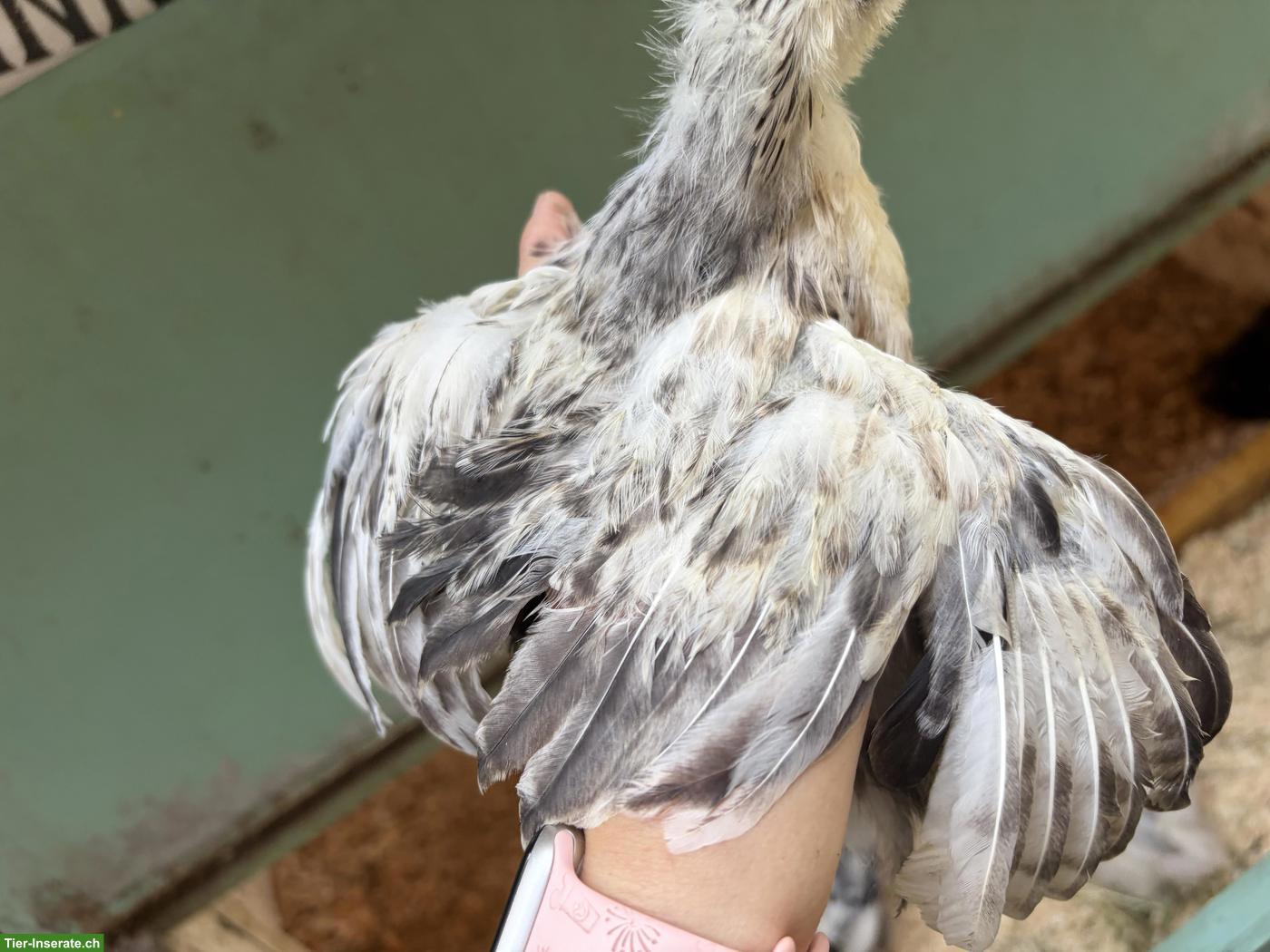 Bild 7: 5 US Silkies Hennen, genetisch getestet