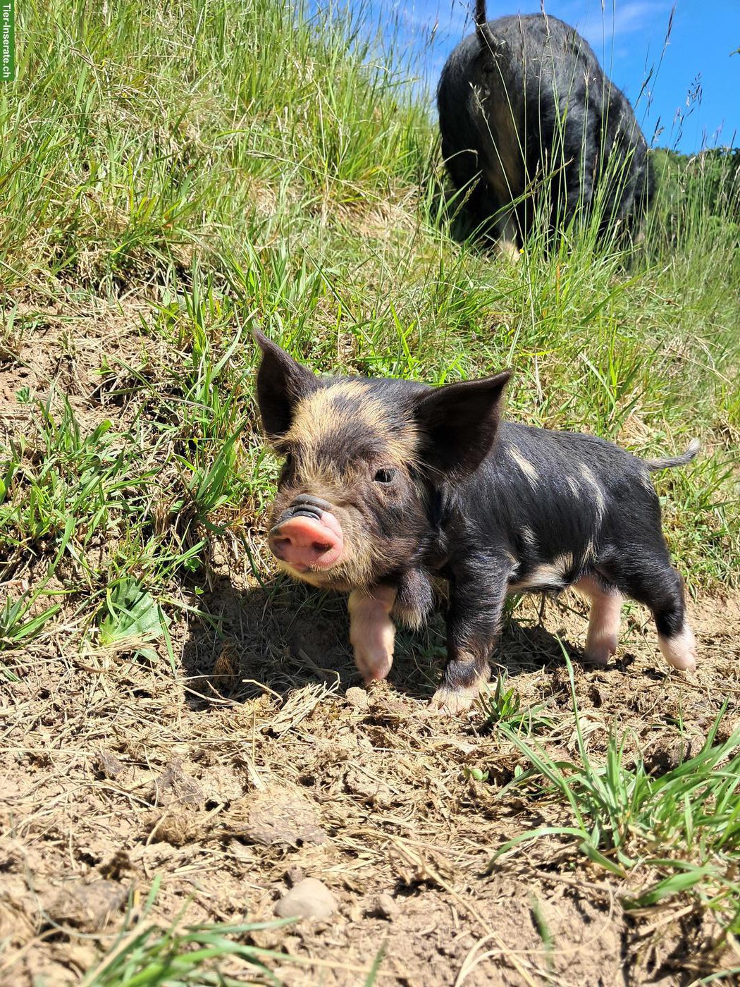 Kune Kune Ferkel zu verkaufen