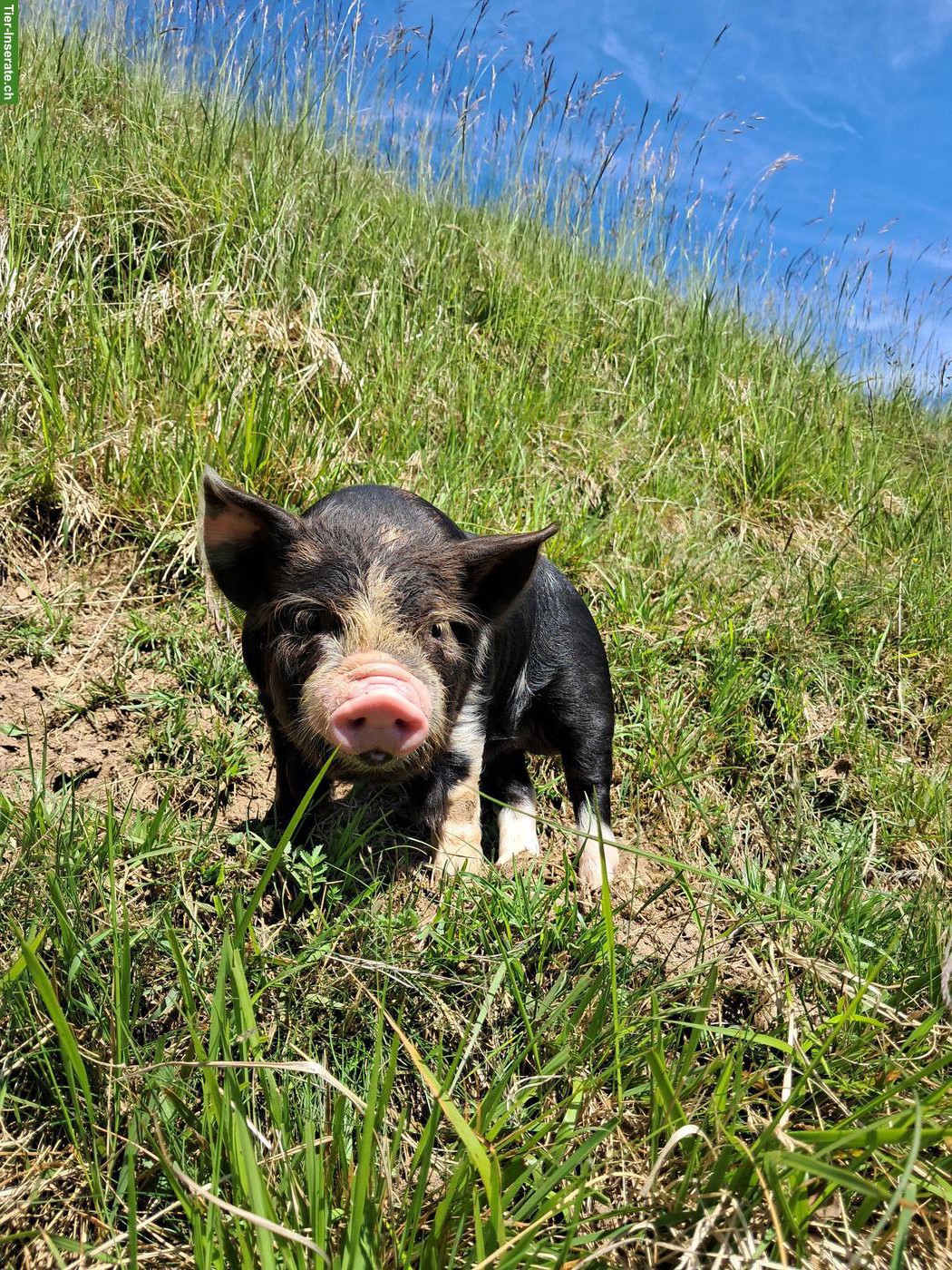 Bild 2: Kune Kune Ferkel zu verkaufen