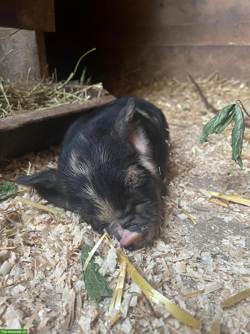 Bild 3: Kune Kune Ferkel zu verkaufen