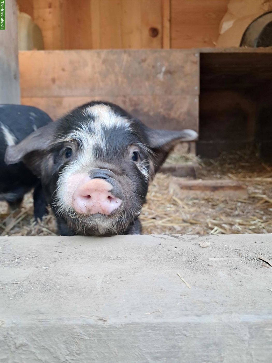 Bild 4: Kune Kune Ferkel zu verkaufen