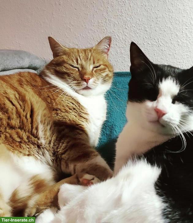 Unzertrennliche Katzen abzugeben, Kater & Katze