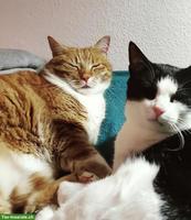 Unzertrennliche Katzen abzugeben, Kater & Katze
