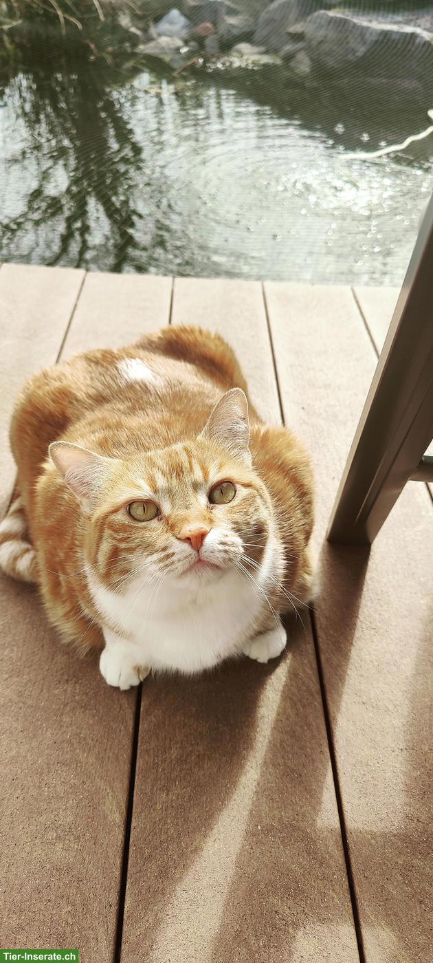 Bild 2: Unzertrennliche Katzen abzugeben, Kater & Katze