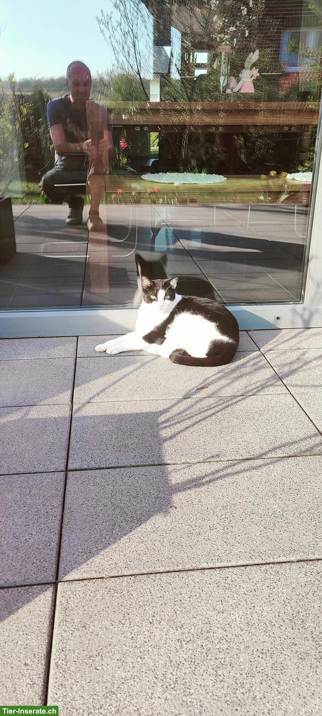 Bild 3: Unzertrennliche Katzen abzugeben, Kater & Katze