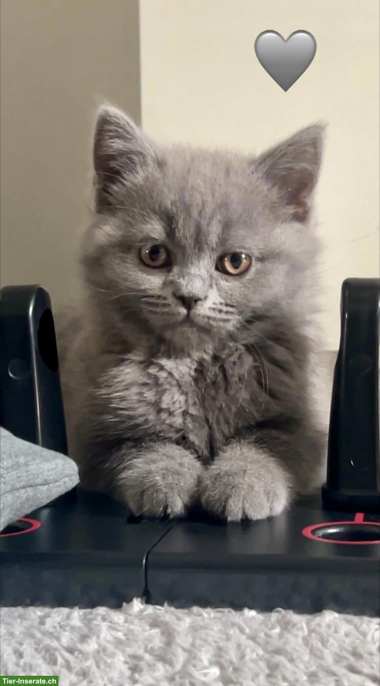 🇩🇪🇨🇭 BKH & BLH Kitten aus lieber Familienaufzucht 🇩🇪🇨🇭