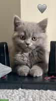 🇩🇪🇨🇭 BKH & BLH Kitten aus lieber Familienaufzucht 🇩🇪🇨🇭