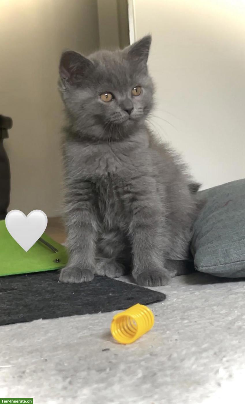 Bild 2: 🇩🇪🇨🇭 BKH & BLH Kitten aus lieber Familienaufzucht 🇩🇪🇨🇭