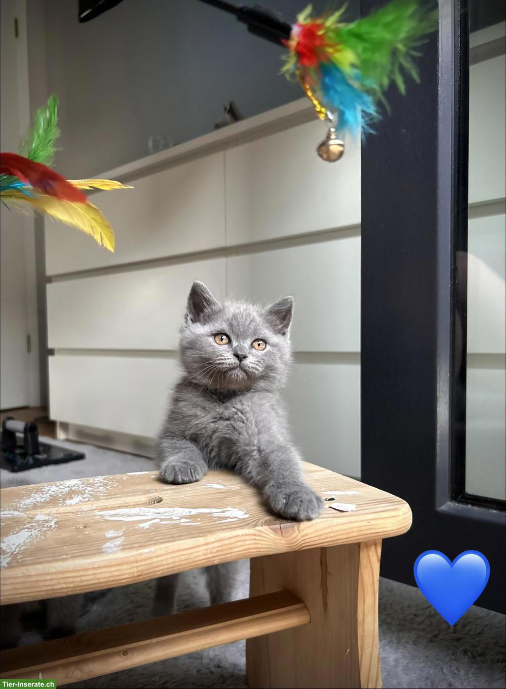 Bild 3: 🇩🇪🇨🇭 BKH & BLH Kitten aus lieber Familienaufzucht 🇩🇪🇨🇭