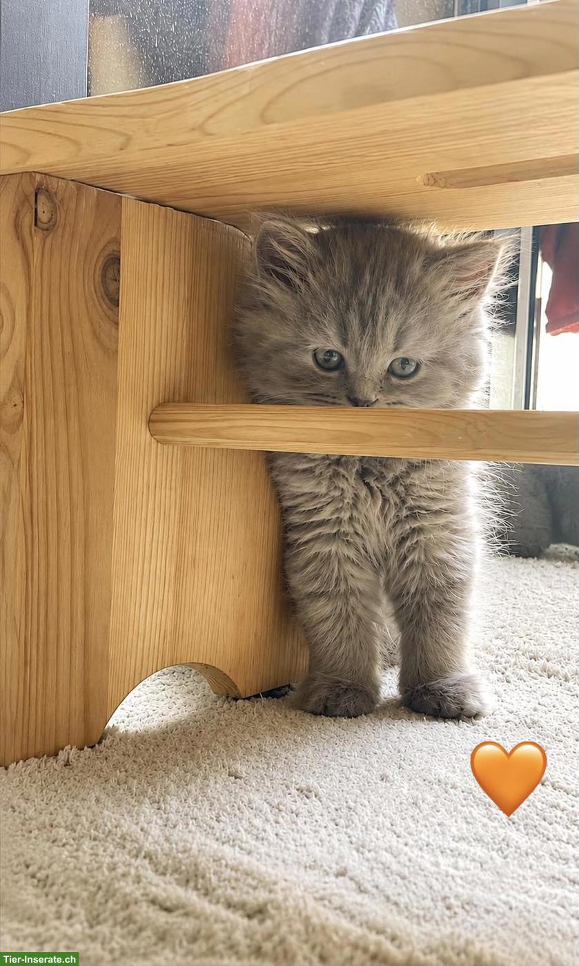 Bild 4: 🇩🇪🇨🇭 BKH & BLH Kitten aus lieber Familienaufzucht 🇩🇪🇨🇭