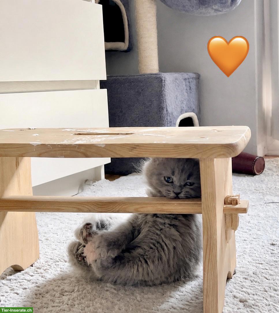 Bild 6: 🇩🇪🇨🇭 BKH & BLH Kitten aus lieber Familienaufzucht 🇩🇪🇨🇭