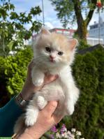 Heilige Birma Mix Katzenbabys