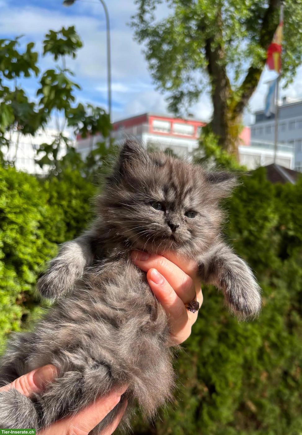Bild 2: Heilige Birma Mix Katzenbabys
