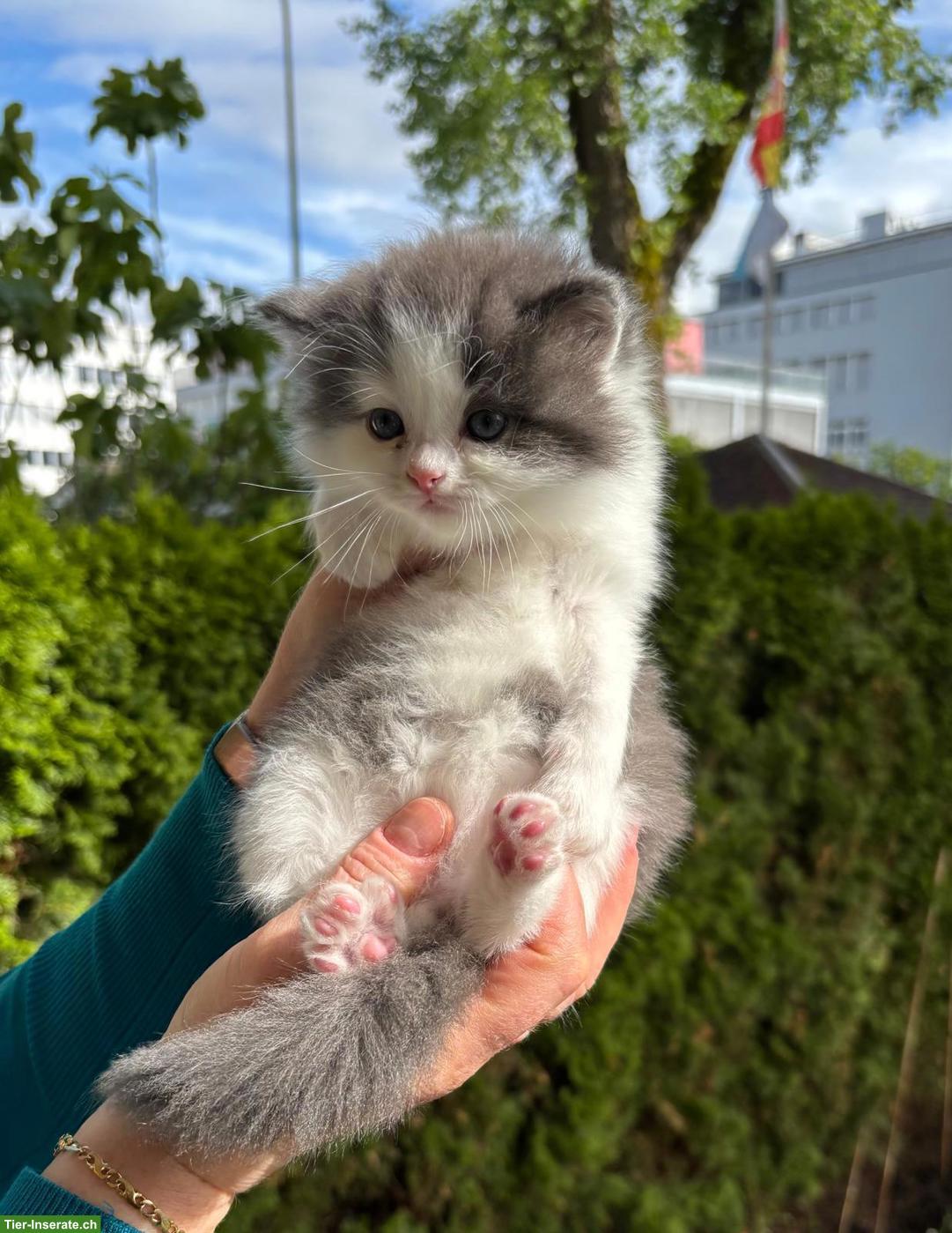 Bild 3: Heilige Birma Mix Katzenbabys