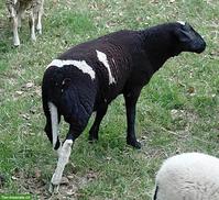 Schafbock, Milchschaf x Nolana