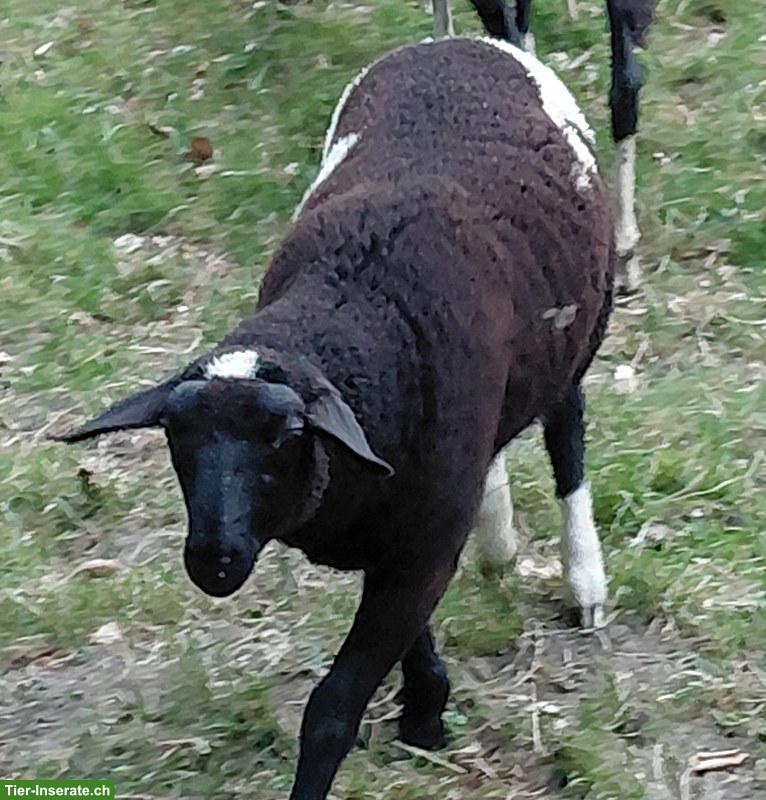 Bild 2: Schafbock, Milchschaf x Nolana