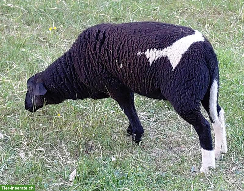 Bild 3: Schafbock, Milchschaf x Nolana