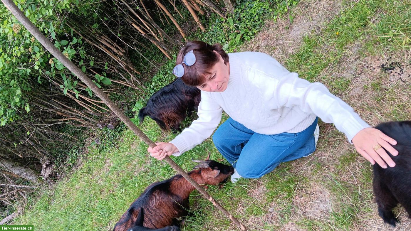 Bild 4: Tolle kleine Ziegenherde abzugeben, 6 Ziegen