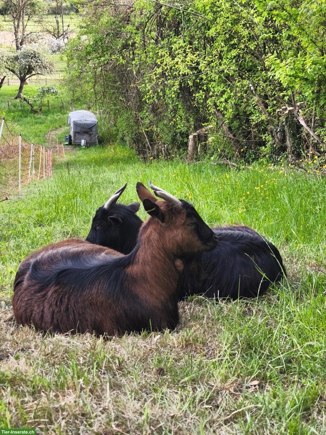 Bild 6: Tolle kleine Ziegenherde abzugeben, 6 Ziegen