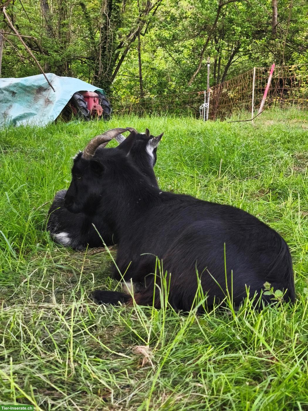Bild 8: Tolle kleine Ziegenherde abzugeben, 6 Ziegen